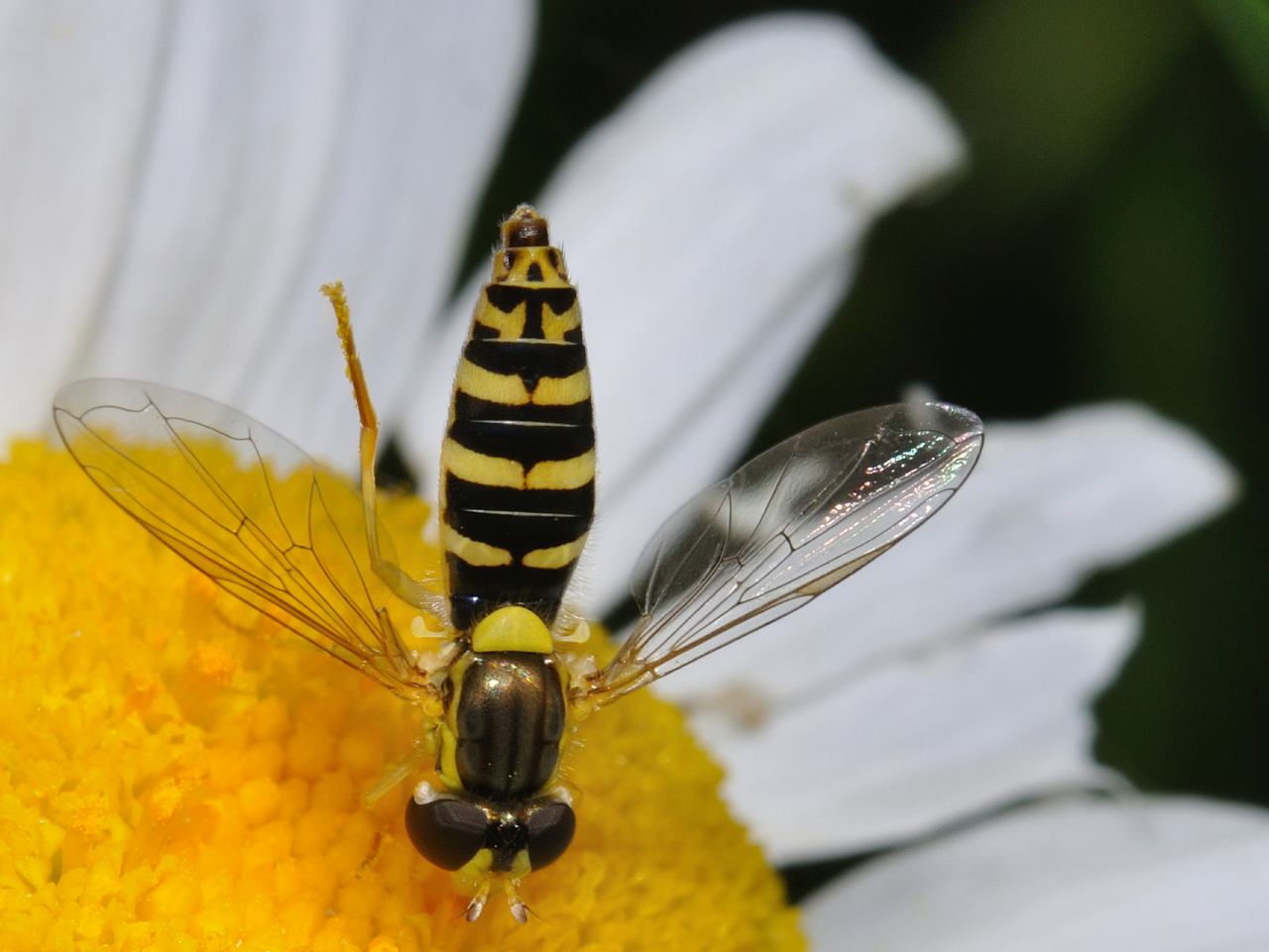 Sirfide in picchiata